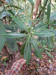 Image of Psychotria jefensis