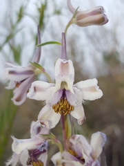 Delphinium wootonii