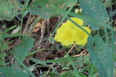 Camonea umbellata image