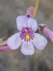 Penstemon fendleri