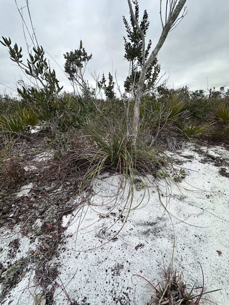 Britton S Beargrass In January 2024 By Robin Cope Jr INaturalist   Large 