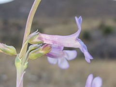 Penstemon fendleri