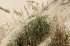 Austroderia splendens