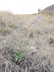 Penstemon fendleri