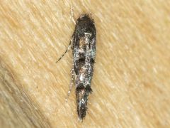 Mompha argentimaculella