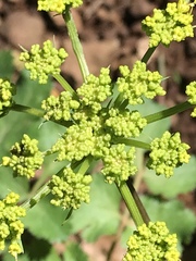 Tauschia kelloggii