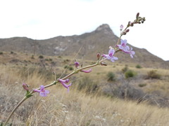 Penstemon fendleri