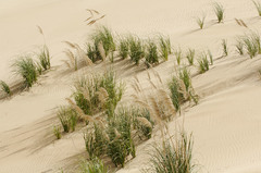 Austroderia splendens