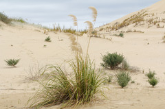 Austroderia splendens