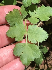 Tauschia kelloggii