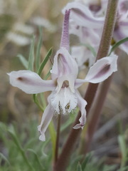 Delphinium wootonii