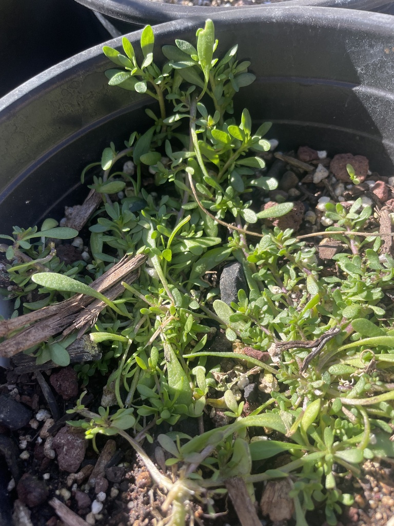 seaside-petunia-from-scottsdale-community-college-scottsdale-az-us