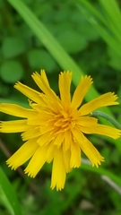 Krigia dandelion