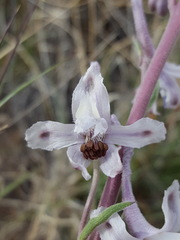 Delphinium wootonii