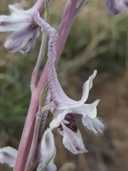 Delphinium wootonii