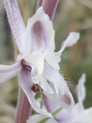 Delphinium wootonii