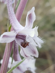 Delphinium wootonii