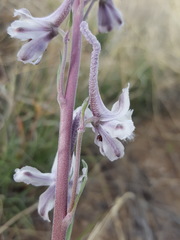 Delphinium wootonii