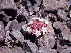 Claytonia saxosa