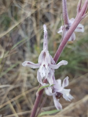 Delphinium wootonii