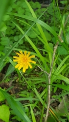 Krigia dandelion