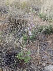 Delphinium wootonii