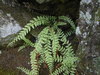 Woodsia manchuriensis - Photo (c) V.S. Volkotrub, some rights reserved (CC BY-NC), uploaded by V.S. Volkotrub