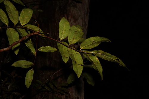 Image of Flindersia bennettii by (c) Greg Tasney, some rights reserved (CC BY-SA)