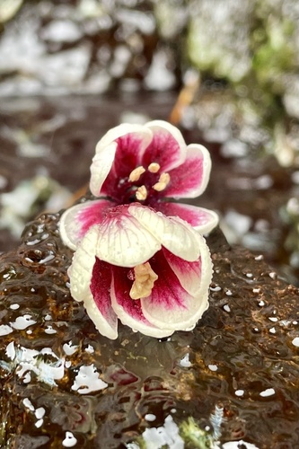 Lysimachia iniki
