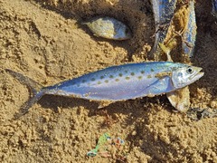 Serra Spanish Mackerel photo 2