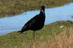 Himantopus novaezelandiae