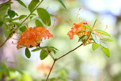 Rhododendron calendulaceum