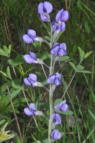 Image of Baptisia aberrans by (c) Brian Finzel, some rights reserved (CC BY-SA)