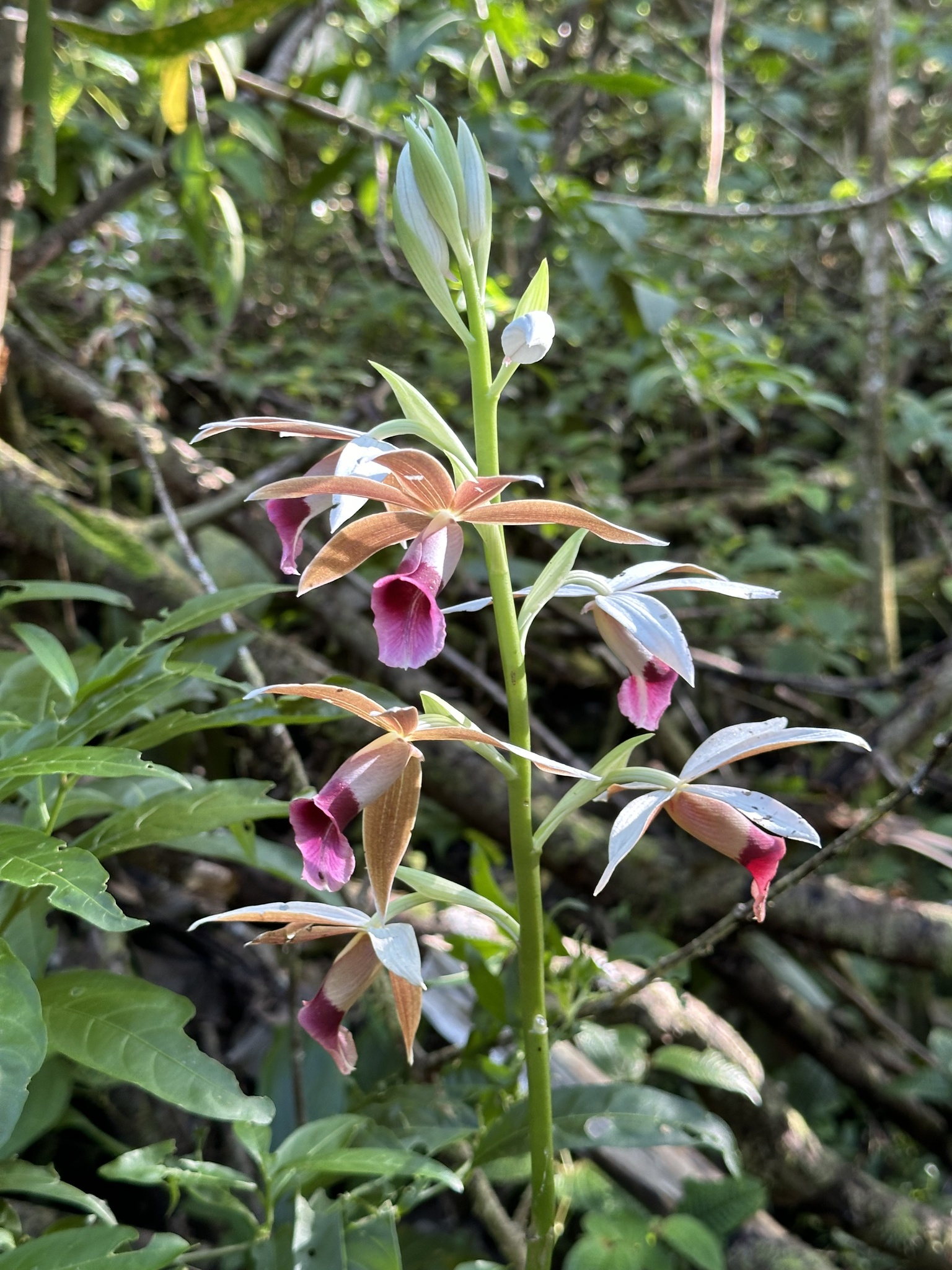 Imagem de Orquídea-tanque
