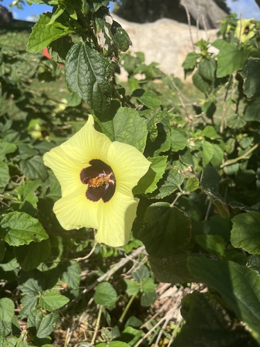 Hibiscus ovalifolius observed 2024-01-18