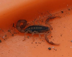 Centruroides baldazoi