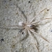 Santa Rosa Wolf Spider - Photo (c) Kristin A. Bakkegard, some rights reserved (CC BY-NC), uploaded by Kristin A. Bakkegard