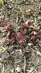 Anemone cylindrica
