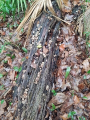 Apioperdon pyriforme image