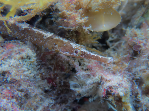 Mother-of-pearl pipefish (Vanacampus margaritifer) — Syngnathidae — 4