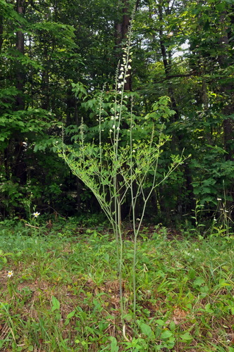 Image of Baptisia albescens by (c) Brian Finzel, some rights reserved (CC BY-SA)