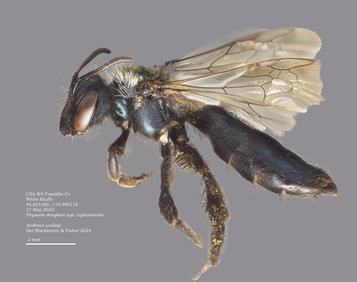Andrena walleyi