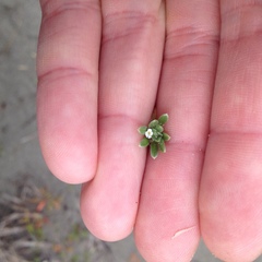 Cryptantha leiocarpa