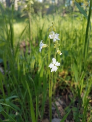 Lithophragma bolanderi