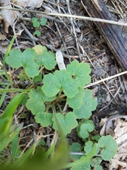 Lithophragma bolanderi