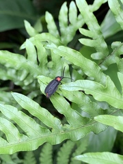 Pyrocoelia formosana