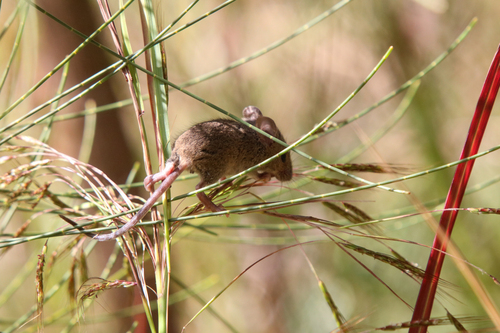 Mus musculus observed 2024-01-10