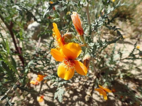 Image of Mentzelia pectinata by no rights reserved