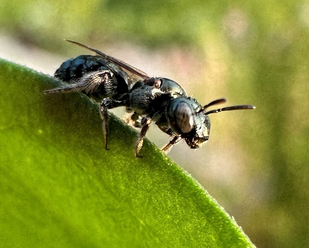 Small Carpenter Bees from Cedar Terr, Hilton, NY, US on August 3, 2023
