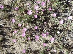 Eremalche parryi kernensis